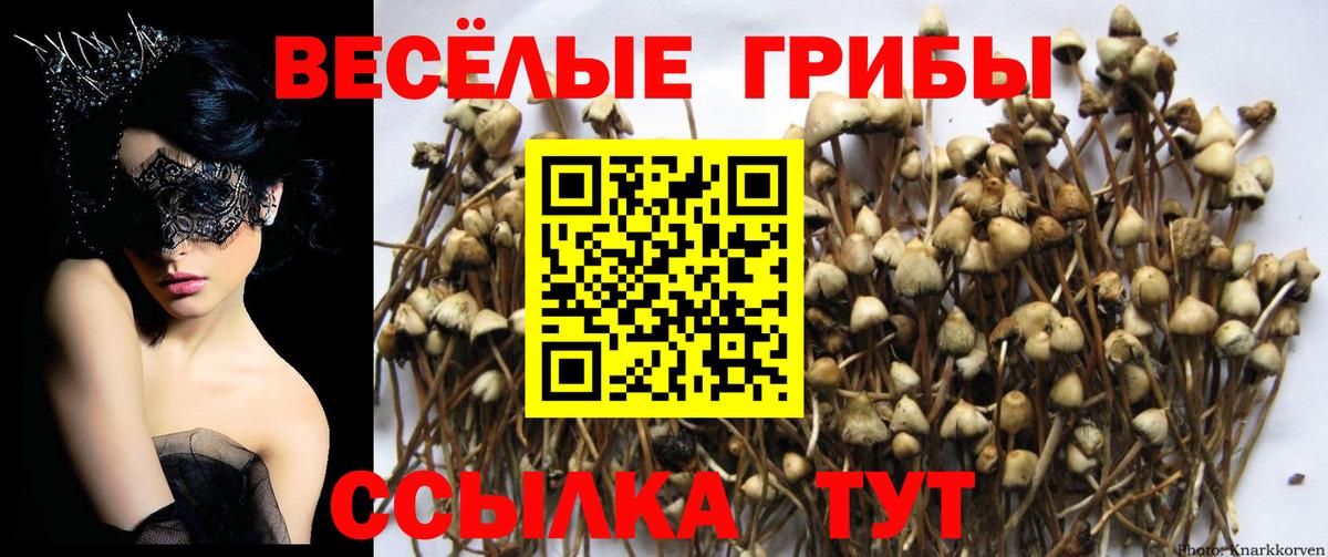 Рассказово  купить закладку  Галлюциногенные грибы мухоморы  Вход с VPN  Галлюциногенные грибы Cubensis 